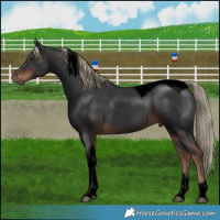 Horse Color:Void Liver Chestnut Tobiano 