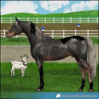 Horse Color:Void Liver Chestnut Tobiano