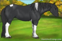 Horse Color:Black Tobiano 