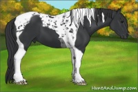 Horse Color:Black Tobiano 
