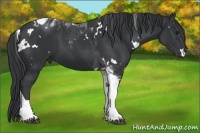 Horse Color:White Spotted Black Tobiano 