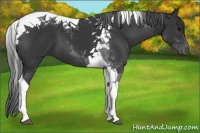 Horse Color:Black Tobiano