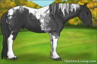Horse Color:Black Tobiano 