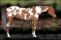 Horse Color:White Spotted Bay Appaloosa Rabicano 