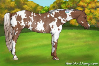 Horse Color:White Spotted Chestnut Rabicano 