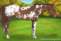 Horse Color:White Spotted Liver Chestnut Appaloosa Rabicano