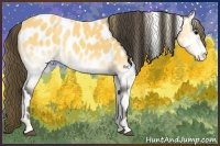 Horse Color:Buckskin Onyx Appaloosa 