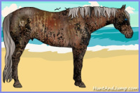 Horse Color:Void Silver Buckskin Dun Splash Tobiano  and Void Silver Brown Splash Tobiano 