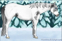 Horse Color:White Spotted Black Splash Tobiano Frame Appaloosa 