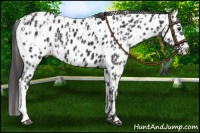 Horse Color:Black Near Leopard  and Black Near Leopard 