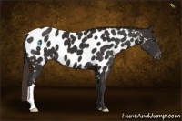 Horse Color:Liver Chestnut Appaloosa