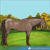 Horse Color:Liver Red Dun 