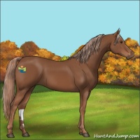 Horse Color:Chestnut 