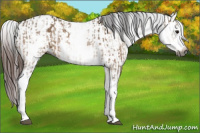 Horse Color:Gray White Spotted Bay Dun Rabicano  and Gray White Spotted Bay Dun Appaloosa Rabicano 