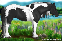 Horse Color:Gray Black Tobiano