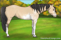 Horse Color:Bay Dun Sabino