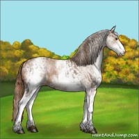 Horse Color:White Spotted Liver Red Dun Rabicano and White Spotted Chestnut Rabicano
