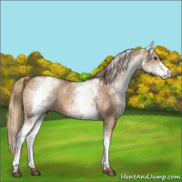 Horse Color:White Spotted Red Dun Rabicano  and White Spotted Red Dun Rabicano 