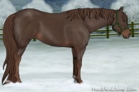 Horse Color:Liver Chestnut 