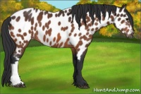 Horse Color:Bay Appaloosa 