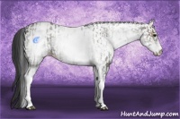 Horse Color:White Spotted Grullo Rabicano  and White Spotted Bay Dun Rabicano 