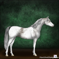 Horse Color:Gray White Spotted Grullo Tobiano Rabicano 