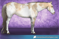 Horse Color:White Spotted Buckskin Dun Rabicano  and White Spotted Buckskin Dun Rabicano 
