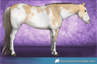 Horse Color:White Spotted Buckskin Dun Rabicano and White Spotted Buckskin Dun Rabicano