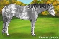 Horse Color:White Spotted Blue Ice Roan Splash