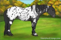 Horse Color:White Spotted Black Appaloosa Rabicano 