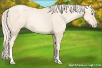 Horse Color:Gold Cream Champagne Pearl