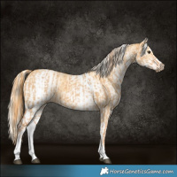 Horse Color:White Spotted Red Dun Rabicano and White Spotted Palomino Dun Rabicano