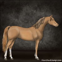 Horse Color:Chestnut and Chestnut