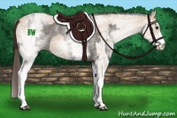 Horse Color:White Spotted Grullo Rabicano  and White Spotted Classic Champagne Dun Rabicano 