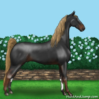 Horse Color:Gray Liver Chestnut 