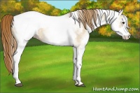 Horse Color:White Spotted Red Dun Rabicano  and White Spotted Red Dun Rabicano 