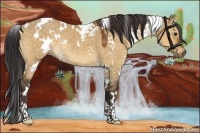 Horse Color:White Spotted Buckskin Dun