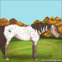 Horse Color:Amber Champagne Appaloosa 
