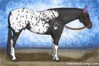 Horse Color:Black Tobiano Appaloosa 