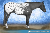 Horse Color:Black Tobiano Appaloosa 