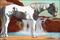 Horse Color:Gray Nacre Black Tobiano Appaloosa 