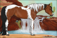 Horse Color:Gray Bay Tobiano 