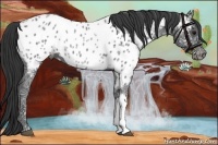 Horse Color:Black Ice Appaloosa Rabicano 
