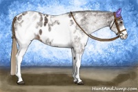 Horse Color:White Spotted Liver Chestnut Appaloosa 