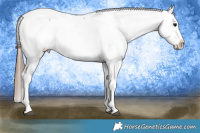 Horse Color:Brown Roan Appaloosa 