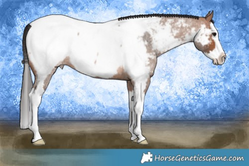 Horse Color:Bay Roan Splash Appaloosa 