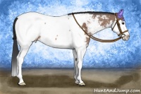 Horse Color:Bay Roan Splash Appaloosa 