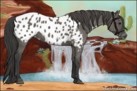 Horse Color:Grullo Appaloosa