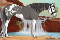 Horse Color:Grullo Splash Appaloosa 