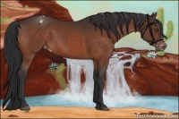 Horse Color:Bay Appaloosa 